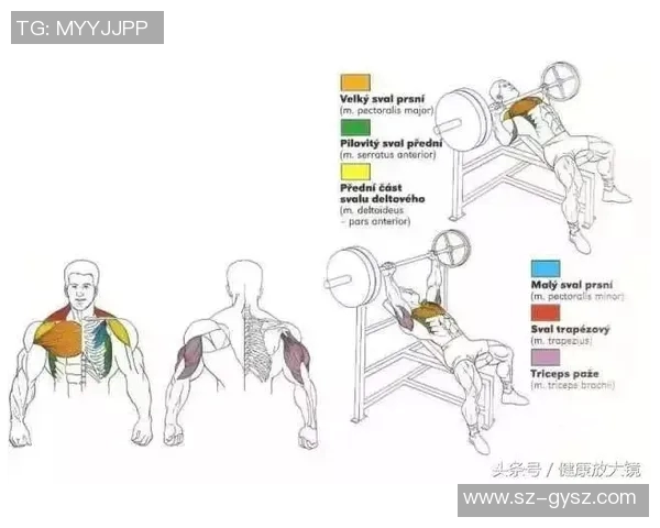 家用健身选择指南：杠铃与哑铃的优缺点全面对比分析